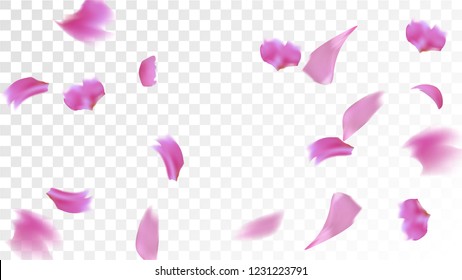 Pink Sakura Petals Falling Down. Isolated Vector illustration of Sakura Petals. Flying Cherry Blossom Background. Design of Greeting or Invitation Card. 
