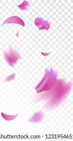 Pink Sakura Petals Falling Down. Isolated Vector illustration of Sakura Petals. Flying Cherry Blossom Background. Design of Greeting or Invitation Card. 
