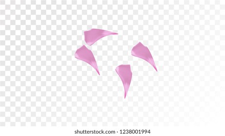 Pink Sakura Petals Falling Down. Isolated Vector illustration of Sakura Petals. Flying Cherry Blossom Background. Design of Greeting or Invitation Card. 

