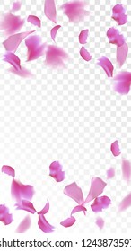 Pink Sakura Petals Falling Down. Isolated Vector illustration of Sakura Petals. Flying Cherry Blossom Background. Design of Greeting or Invitation Card. 
