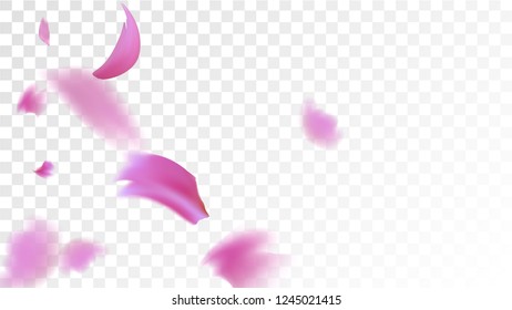 Pink Sakura Petals Falling Down. Isolated Vector illustration of Sakura Petals. Flying Cherry Blossom Background. Design of Greeting or Invitation Card. 
