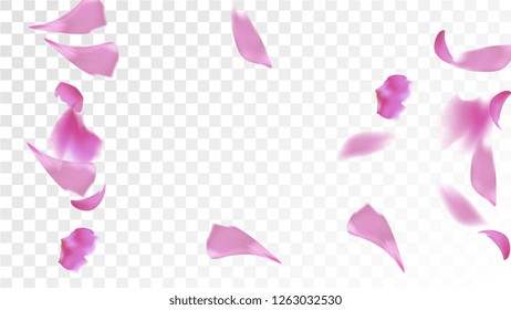 Pink Sakura Petals Falling Down. Isolated Vector illustration of Sakura Petals. Flying Cherry Blossom Background. Design of Greeting or Invitation Card. 
