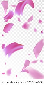 Pink Sakura Petals Falling Down. Isolated Vector illustration of Sakura Petals. Flying Cherry Blossom Background. Design of Greeting or Invitation Card. 
