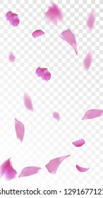 Pink Sakura Petals Falling Down. Isolated Vector illustration of Sakura Petals. Flying Cherry Blossom Background. Design of Greeting or Invitation Card. 
