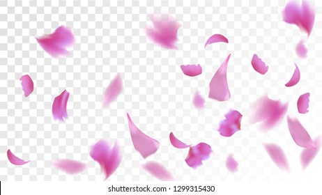 Pink Sakura Petals Falling Down. Isolated Vector illustration of Sakura Petals. Flying Cherry Blossom Background. Design of Greeting or Invitation Card. 
