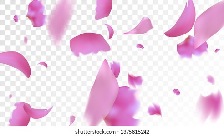 Pink Sakura Petals Falling Down. Isolated Vector illustration of Sakura Petals. Flying Cherry Blossom Background. Design of Greeting or Invitation Card. 
