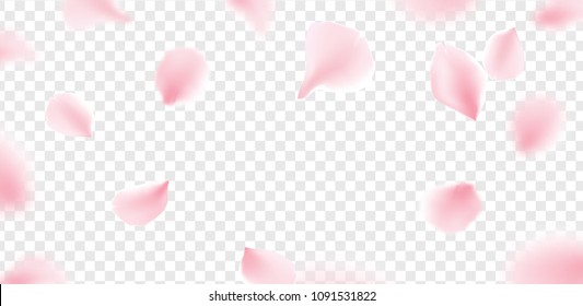 Pink sakura petals falling flower vector isolated background. Romantic blossom sakura flower petals.