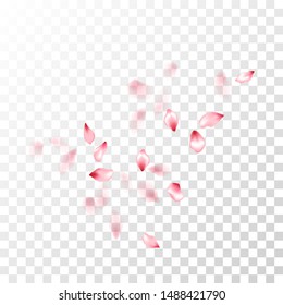 Pink sakura petals falling vector graphics. Romantic wedding decoration. Sakura flying petals isolated on transparent background. Spring tree bloom flower elements. Natural cosmetics background.
