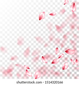 Pink sakura petals falling vector graphics. Invitation card background. Sakura flying petals isolated on transparent background. Valentine card backdrop. Blooming flower parts scatter.