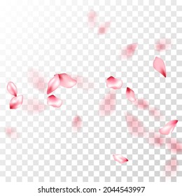 Pink sakura petals falling vector graphics. Invitation card background. Sakura flying petals isolated on transparent background. Anniversary elegant decor. Spring tree blossom flower parts.