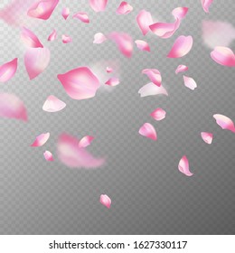 Pink sakura petals. Realistic pink falling cherry petals, spring blossom tree. Romantic floral decoration japanese elements vector blossoming flower abstract background