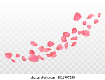 Pink sakura or rose falling petals