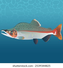 Pink Salmon Fish Vector Image