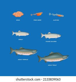 Pink salmon life cycle vector illustration. Nature resources and biology (water, lake, fish, mountain) in Barentsregion (arctic areas) Northern Norway.