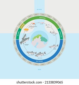 Pink salmon life cycle vector illustration. Nature resources and biology (water, lake, fish, mountain) in Barentsregion (arctic areas) Northern Norway.