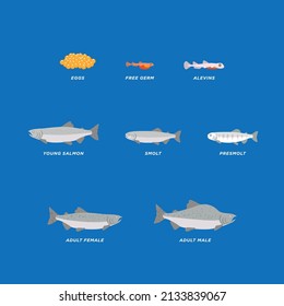 Pink salmon life cycle vector illustration. Nature resources and biology (water, lake, fish, mountain) in Barentsregion (arctic areas) Northern Norway.