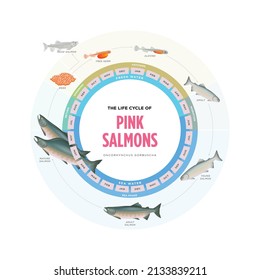 Pink salmon life cycle vector illustration. Nature resources and biology (water, lake, fish, mountain) in Barentsregion (arctic areas) Northern Norway.