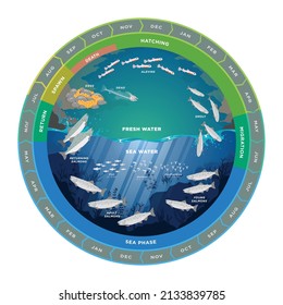 Pink salmon life cycle vector illustration. Nature resources and biology (water, lake, fish, mountain) in Barentsregion (arctic areas) Northern Norway.