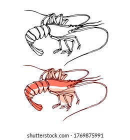 pink sea shrimp, for menu decoration, delicious seafood, vector illustration with black ink contour lines isolated on white background in doodle & hand drawn style