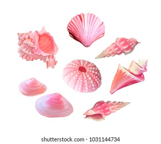 Pink seashells. Vector illustration. Under the sea. Underwater purple life. pink urchin. Mollusc.