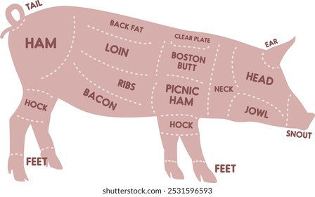 Uma silhueta rosa de um porco de fazenda com seções marcadas mostrando cortes de carne de porco como bacon, presunto e costelas. Diagrama de açougueiro e guia de corte de carne perfeito para usos culinários ou educacionais. Ilustração vetorial