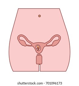 pink silhouette of front view female body and reproductive system ovaries with fetus human growth trimestrer vector illustration