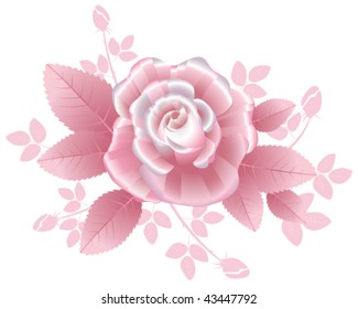 Pink silky rose with striped petals