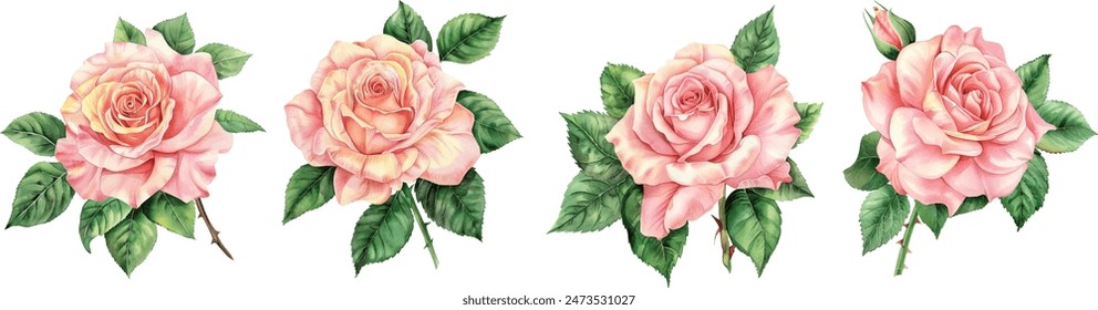 Pink Single Rose Flower isolated watercolor illustration painting botanical art transparent white background greeting card stationary wedding bridal home decor