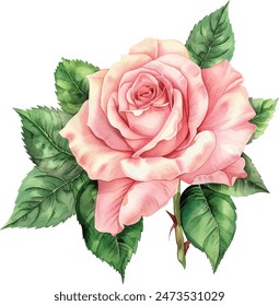 Pink Single Rose Flower isolated watercolor illustration painting botanical art transparent white background greeting card stationary wedding bridal home decor