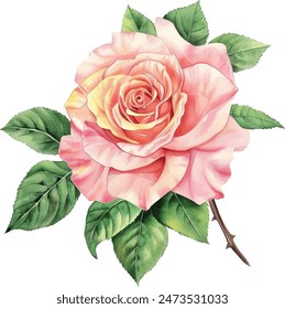 Pink Single Rose Flower isolated watercolor illustration painting botanical art transparent white background greeting card stationary wedding bridal home decor