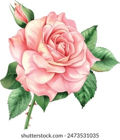 Pink Single Rose Flower isolated watercolor illustration painting botanical art transparent white background greeting card stationary wedding bridal home decor