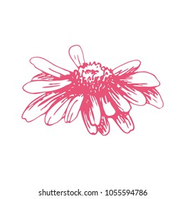 Pink sketch of a chamomile on a white background. Vector flower illustration , isolated floral elements, hand drawn botanical illustration, ink pattern. Medicine herbs.
