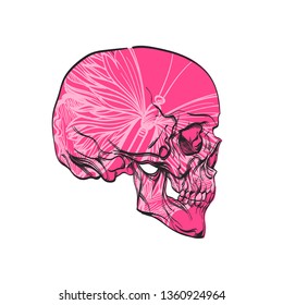 Pink skull with ornament on a white background in linear style.