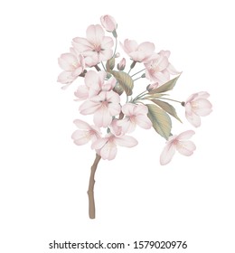 Pink Somei Yoshino sakura flowers with leaves on branch