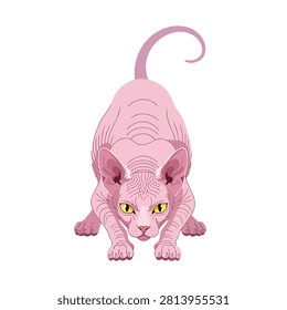 Pink Sphynx Cat Vector Illustration Crouching in Hunting Pose Isolated on White Background