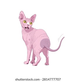 Pink Sphynx Cat Vector Illustration of a Hairless Canadian Cat Standing and Looking Back Isolated