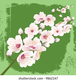 Pink spring blossom illustration