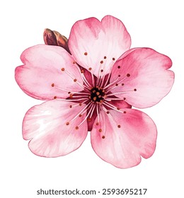 Pink spring flower illustration, isolated on white. Spring blossom element for design needs. Realistic petals and stamens. Clip art. Pink cherry flower, sakura bloom, spring card single design element