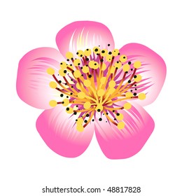 Flor de primavera rosa aislada en blanco