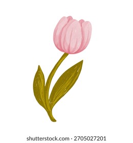 Flor de tulipán de primavera rosa. Elementos botánicos simples. Gráficos de Vector.