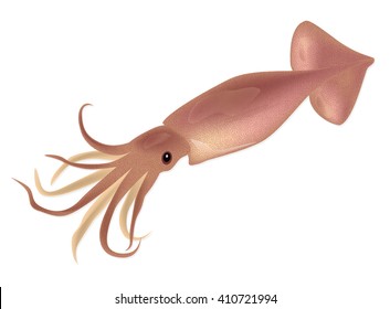 Pink squid isolated on a white background. Seafood menu for meal or dinner. Healthy eating. Marine product. Design for restaurant menu, logo, promo poster, flyer or product packaging.Vector