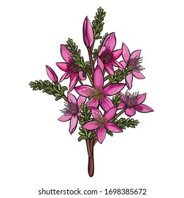 Pink Star Flower Vector Illustration isolated on a white background