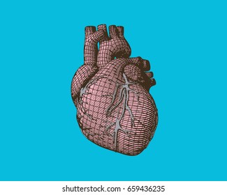 Pink stylized wireframe human heart isolated on light turquoise green BG