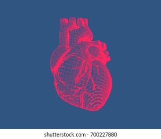 Pink Stylized Wireframe Human Heart Isolated On Dark Blue Background