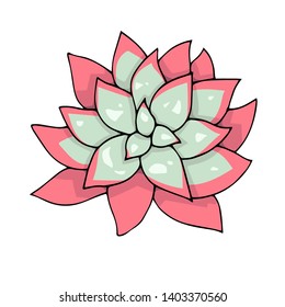 pink succulent, doodle art, vector isolated on white background