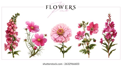 Flores cor-de-rosa de verão isoladas sobre fundo branco. Ilustração estilo pintura vintage.