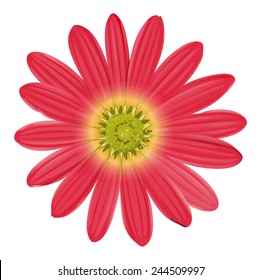 A pink sunflower on a white background