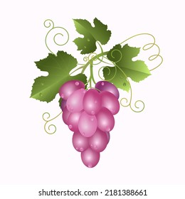 Pink table grape with vine leaf isolated on white. Realistic vector illustration of grape bunch.