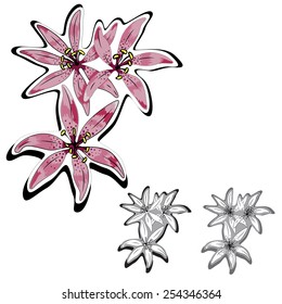 Pink tiger lily, three decorative tiger lily - pink, black and grey and black