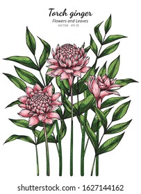 Pink torch ginger flower and leaf drawing illustration with line art  on white backgrounds